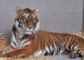 Woede in Polen na opvangactie door Noord-Hollandse dierentuin: ‘Dieven!’