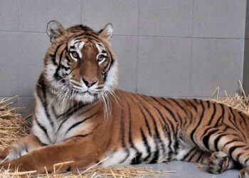 Woede in Polen na opvangactie door Noord-Hollandse dierentuin: ‘Dieven!’