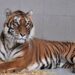 Woede in Polen na opvangactie door Noord-Hollandse dierentuin: ‘Dieven!’