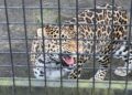 Belgische dierentuin moet zestien dierenverblijven sluiten: ernstige problemen met dierenwelzijn