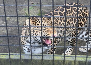 Belgische dierentuin moet zestien dierenverblijven sluiten: ernstige problemen met dierenwelzijn