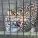 Belgische dierentuin moet zestien dierenverblijven sluiten: ernstige problemen met dierenwelzijn