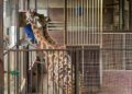 Twee giraffen uit Nederland zitten in afgekeurd verblijf van omstreden dierentuin