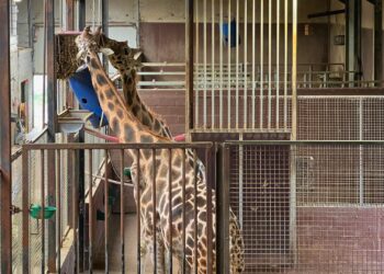 Twee giraffen uit Nederland zitten in afgekeurd verblijf van omstreden dierentuin