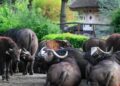 Opmerkelijk fokrecord in dierentuin: één stier krijgt 125 nakomelingen