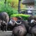 Opmerkelijk fokrecord in dierentuin: één stier krijgt 125 nakomelingen