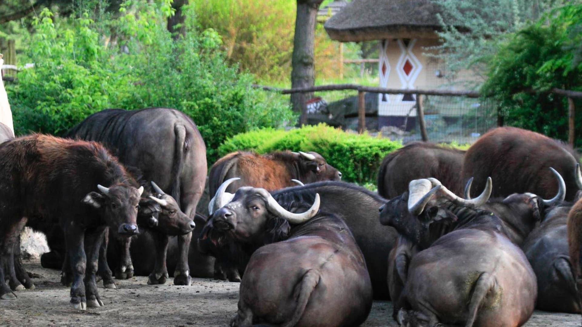 Opmerkelijk fokrecord in dierentuin: één stier krijgt 125 nakomelingen