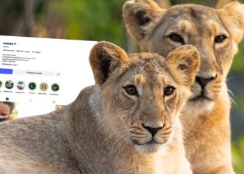 Omstreden Indiase megadierentuin verwijdert video met Blijdorp-personeel