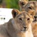 Omstreden Indiase megadierentuin verwijdert video met Blijdorp-personeel