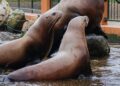 Stellerzeeleeuw overleden in Dolfinarium Harderwijk na bijtincident: toekomst van soortgenoten onduidelijk