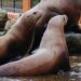 Stellerzeeleeuw overleden in Dolfinarium Harderwijk na bijtincident: toekomst van soortgenoten onduidelijk