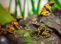 Lege reptielenverblijven in Zoo Antwerpen, maar dat komt niet door geschrapte subsidies