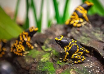 Lege reptielenverblijven in Zoo Antwerpen, maar dat komt niet door geschrapte subsidies