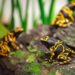 Lege reptielenverblijven in Zoo Antwerpen, maar dat komt niet door geschrapte subsidies