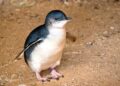 Deze piepkleine pinguïnsoort is vanaf nu in twee Europese dierentuinen te zien