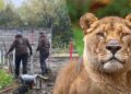 Dierentuin zoekt geld om twee leeuwen terug te halen uit Pairi Daiza: ‘Is dit nu de prioriteit?’