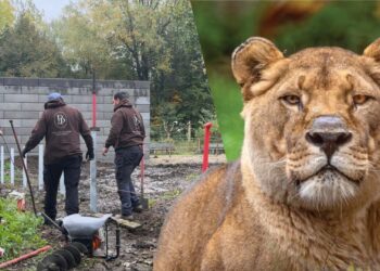 Dierentuin zoekt geld om twee leeuwen terug te halen uit Pairi Daiza: ‘Is dit nu de prioriteit?’