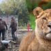 Dierentuin zoekt geld om twee leeuwen terug te halen uit Pairi Daiza: ‘Is dit nu de prioriteit?’