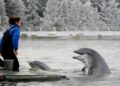 Dolfinarium probeert iets nieuws: andere tarieven, park deze winter vaker open