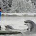Dolfinarium probeert iets nieuws: andere tarieven, park deze winter vaker open