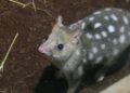 Dit gebeurt er met een buidelmarter onder uv-lamp: nieuw Australië-gebied compleet in Biotropica