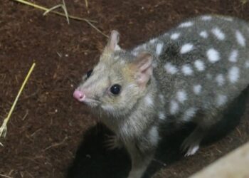 Dit gebeurt er met een buidelmarter onder uv-lamp: nieuw Australië-gebied compleet in Biotropica