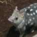 Dit gebeurt er met een buidelmarter onder uv-lamp: nieuw Australië-gebied compleet in Biotropica