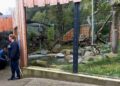 Vissende katten terug in Duitse dierentuin: vernieuwd verblijf met onderwaterruit