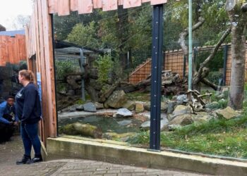 Vissende katten terug in Duitse dierentuin: vernieuwd verblijf met onderwaterruit