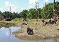 Beekse Bergen moest gorillaverblijf voor ongeveer 100.000 euro aanpassen na kritiek overheid