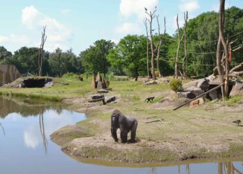 Beekse Bergen moest gorillaverblijf voor ongeveer 100.000 euro aanpassen na kritiek overheid