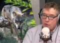 Expert legt uit waarom ook wolven uit Nederlandse dierentuinen verdwijnen