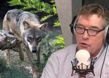 Expert legt uit waarom ook wolven uit Nederlandse dierentuinen verdwijnen