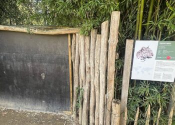 Dierverzorgster zwaargewond na panteraanval in Safaripark Beekse Bergen