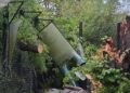 Flinke schade in roofdierenverblijf Pairi Daiza na storm: boom omgewaaid