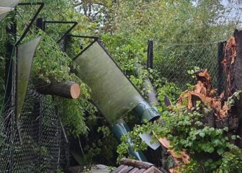 Flinke schade in roofdierenverblijf Pairi Daiza na storm: boom omgewaaid