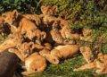 Grote Duitse dierentuin kampt met ziekteverzuim: alweer dagenlang eerder dicht