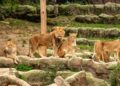 Toch miljoenensteun voor Zoo Antwerpen en Planckendael: ontslagen blijven onvermijdelijk