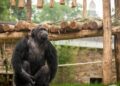 Toch miljoenensteun voor Zoo Antwerpen en Planckendael: ontslagen blijven onvermijdelijk