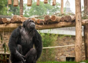 Toch miljoenensteun voor Zoo Antwerpen en Planckendael: ontslagen blijven onvermijdelijk