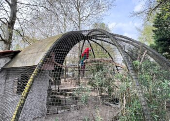 Geld bedoeld voor buitenlandse rampen wil oppositiepartij aan dierentuin Pakawi geven