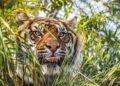 Eén Nederlander op lijst met vijftig invloedrijke personen in de dierentuinwereld