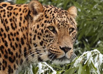 Dierverzorgster Beekse Bergen overleden na panteraanval
