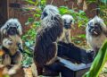 Dieven roven complete apenfamilies uit Franse dierentuin