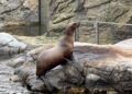 Zeeleeuwenverblijf Pairi Daiza aangepast: nog meer metalen hekken en schrikdraad