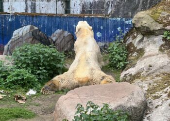 Een van de kleinste ijsberenverblijven van Europa verdwijnt: financiële problemen in Duitse dierentuin