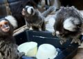 Na razendsnelle roof: een van de vermiste apen uit Franse dierentuin teruggevonden