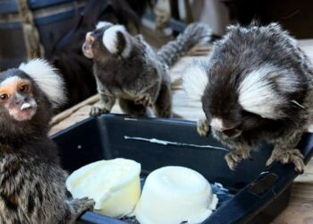 Na razendsnelle roof: een van de vermiste apen uit Franse dierentuin teruggevonden