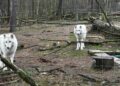 Kinderen mochten in verblijf van poolwolven in Duits dierenpark: 8-jarig meisje raakt zwaargewond