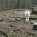 Kinderen mochten in verblijf van poolwolven in Duits dierenpark: 8-jarig meisje raakt zwaargewond